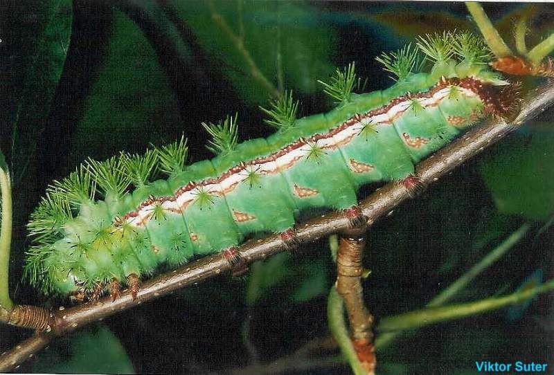 SATURNIIDAE World Homepage für den Saturniidenfreund